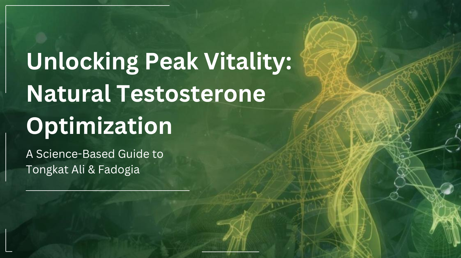 Natural Testosterone Optimization: Tongkat Ali & Fadogia Guide