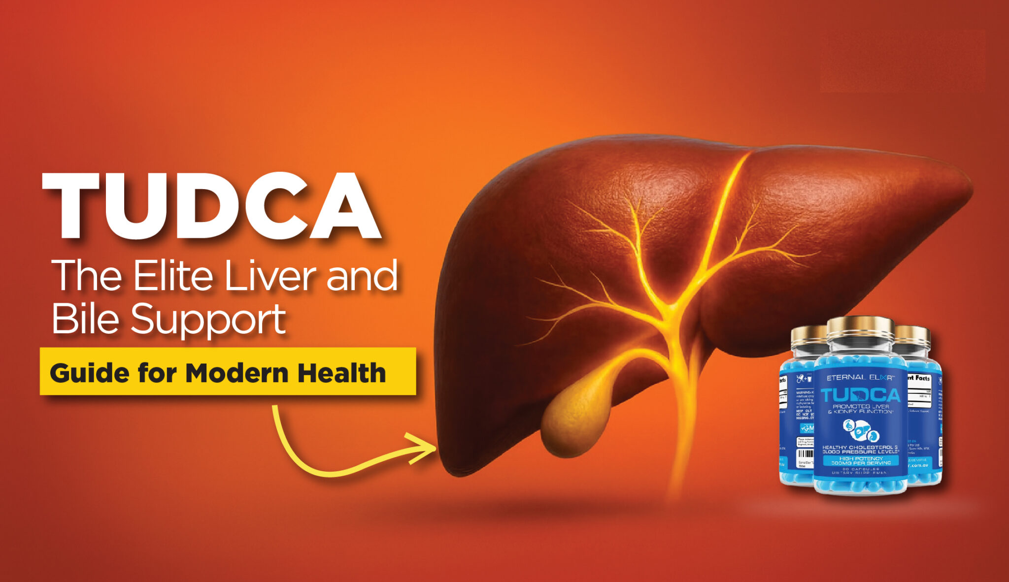 TUDCA: The Elite Liver and Bile Support Guide for Modern Health