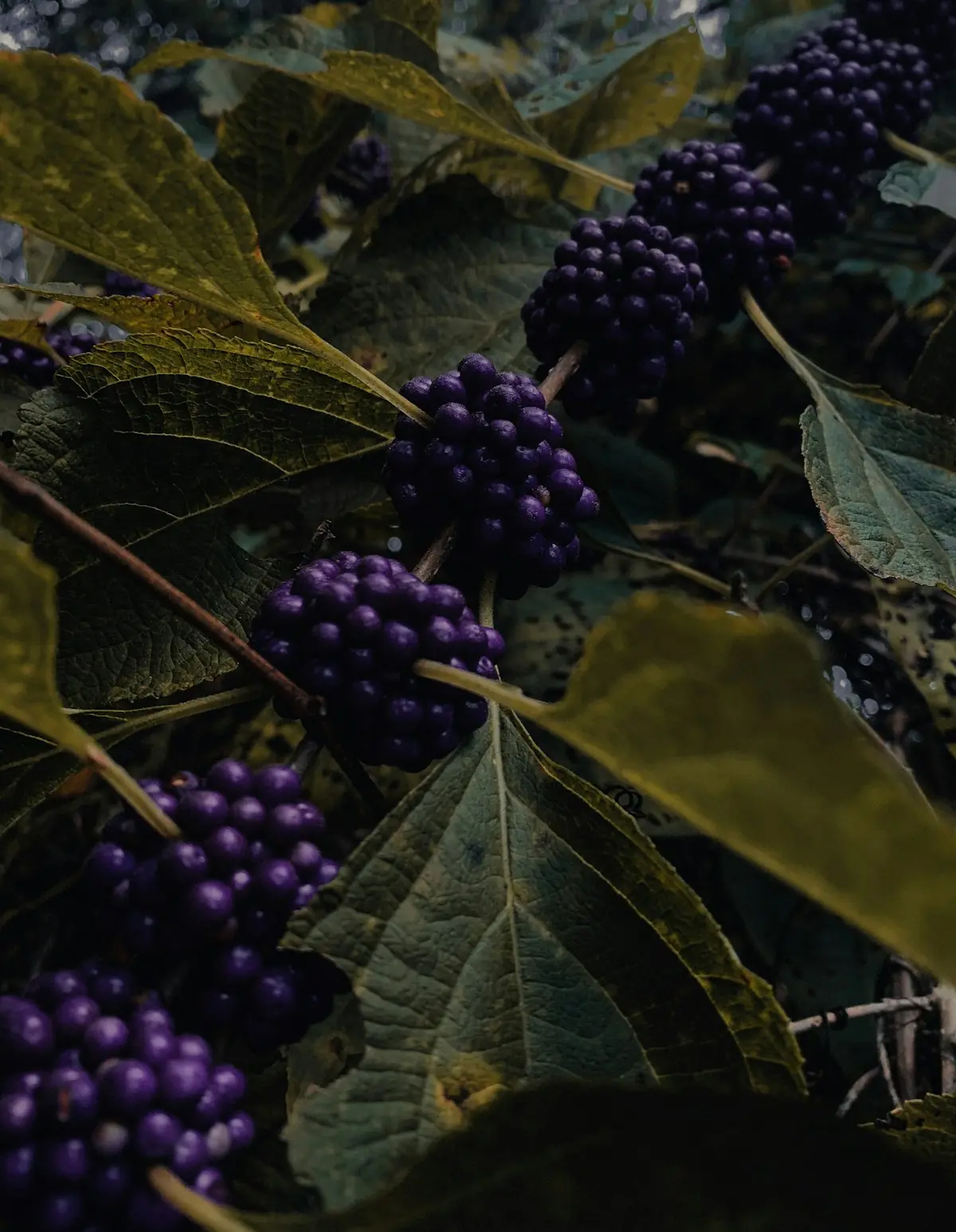 Photo by Lo Sarno on Unsplash — Pterostilbene vs Resveratrol