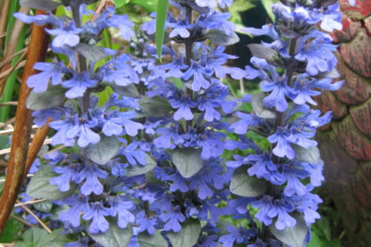 Purple-blue Ajuga turkestanica flowers