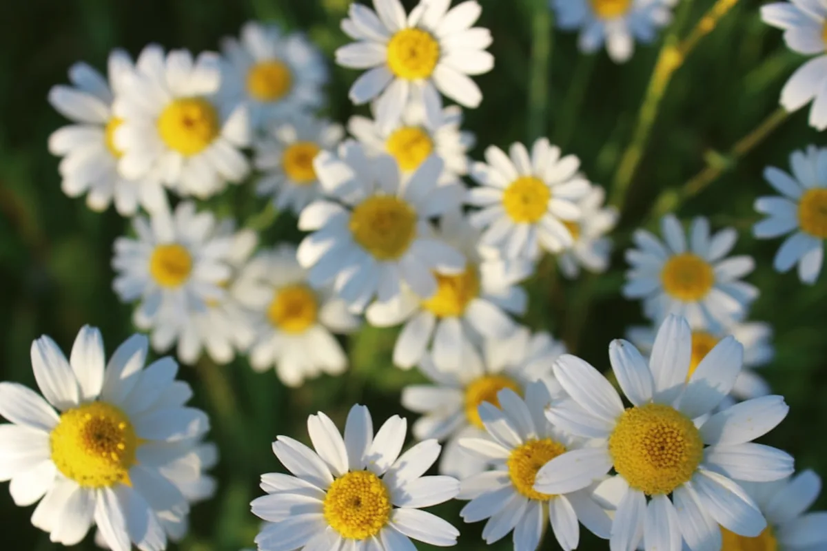 Chamomile flowers representing apigenin dietary sources