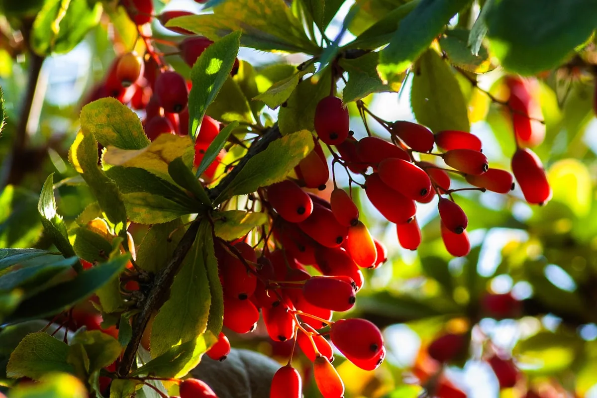 Red barberries growing on a sunlit branch