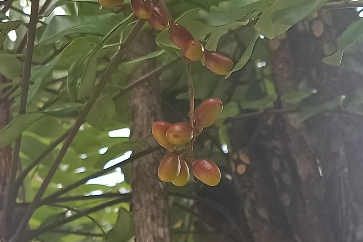 Eurycoma longifolia tree with fruit