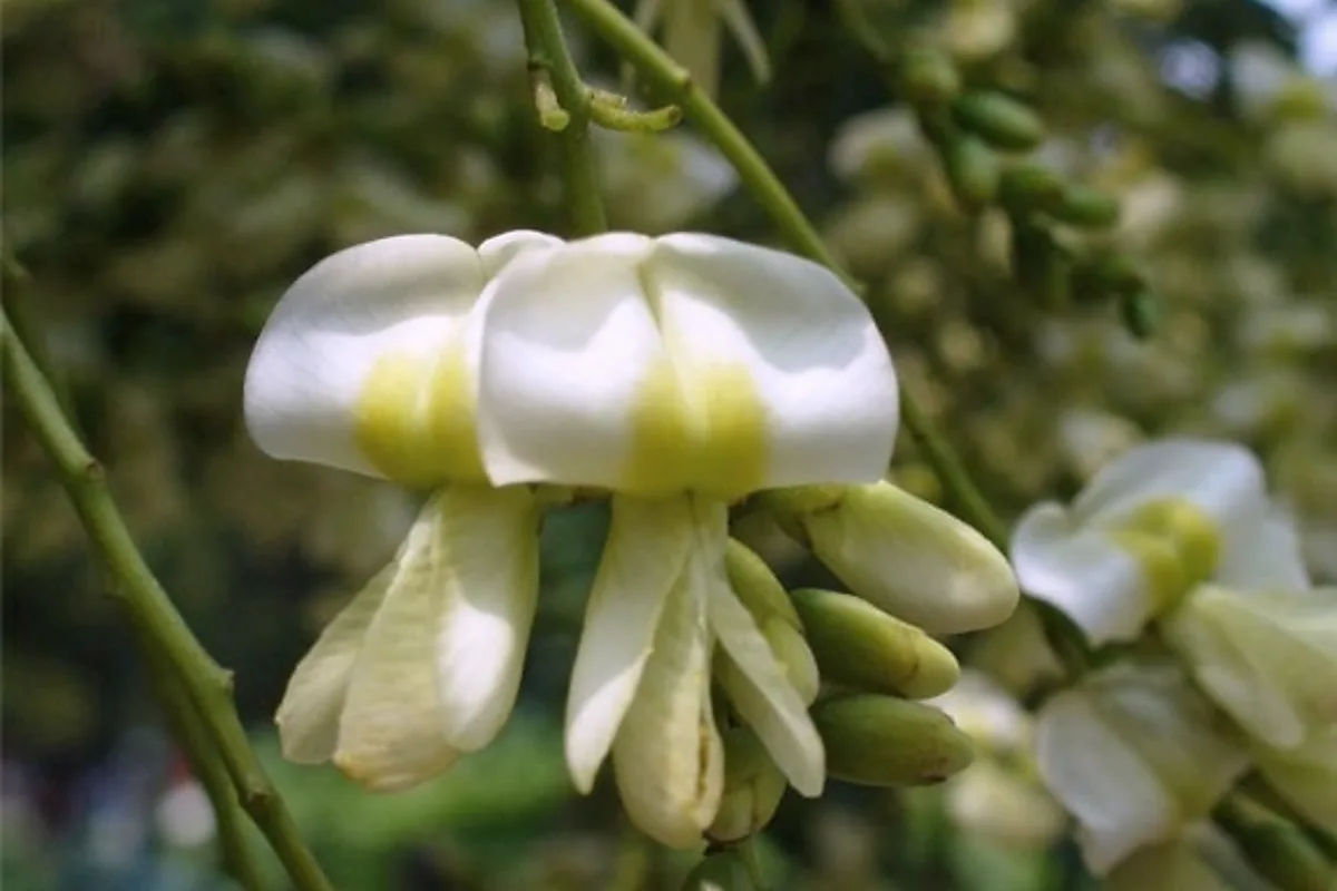 Sophora japonica flower, botanical source of quercetin