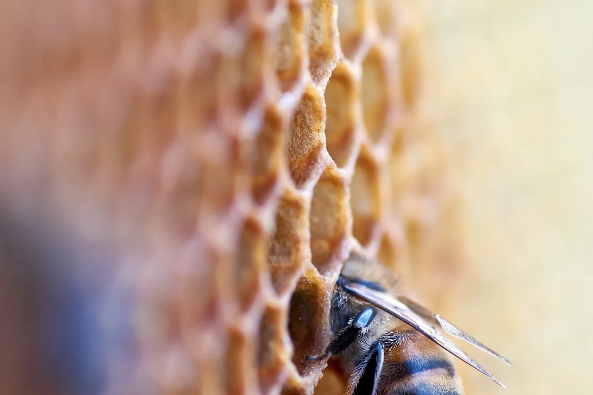 Close-up of natural honeycomb with golden honey