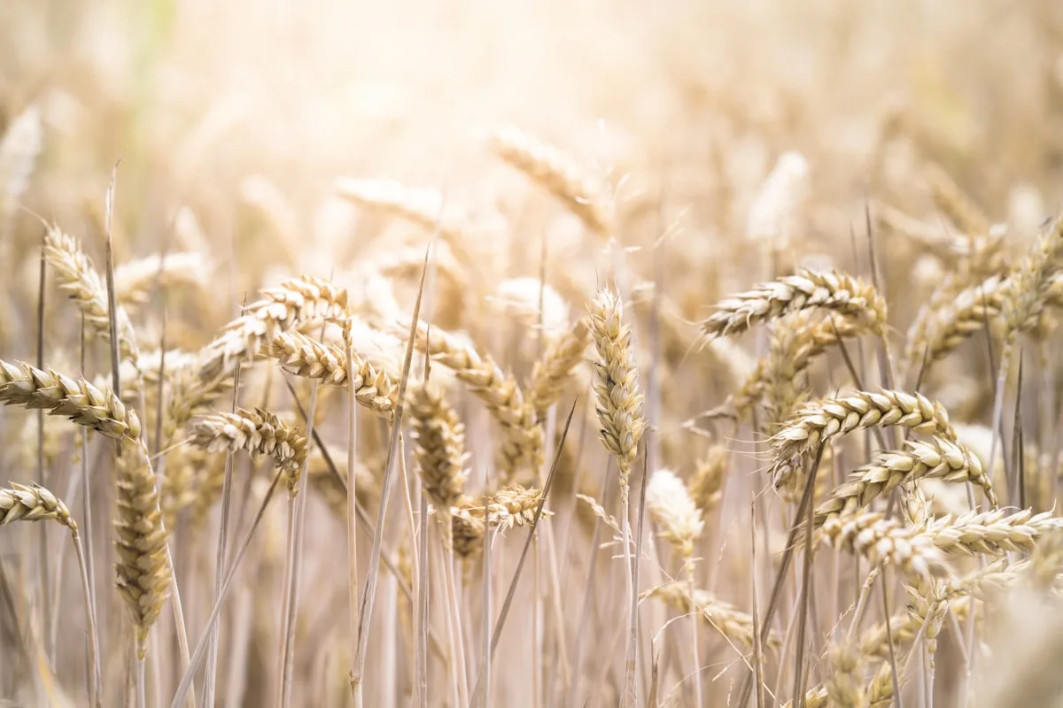 Golden wheat heads representing dietary sources of spermidine