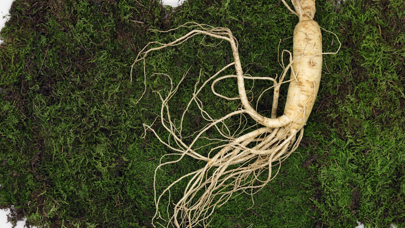 Fresh Panax ginseng root on a dark surface illustrating ginseng benefits