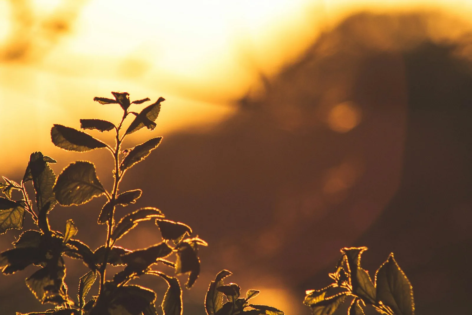 best nootropic supplements - golden hour botanical hero | Eternal Elixir
